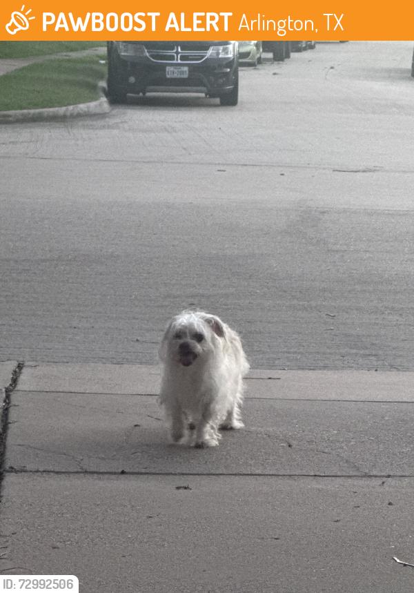 Found/Stray Male Dog last seen Port phillip and Bolivar, Arlington, TX 76002