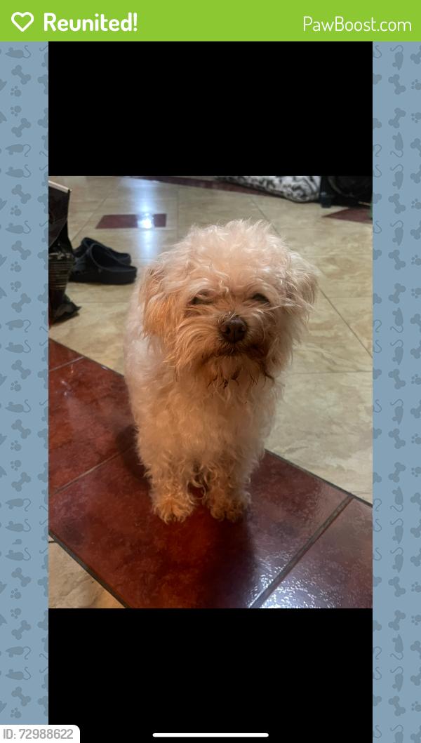Reunited Male Dog last seen Jackson & McFadden, Santa Ana, CA 92704