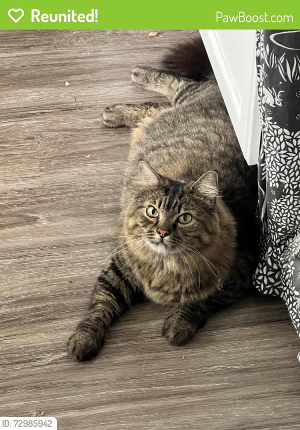 Reunited Unknown Cat last seen Hayes Ave. off Lakeshore, Willoughby, OH 44094