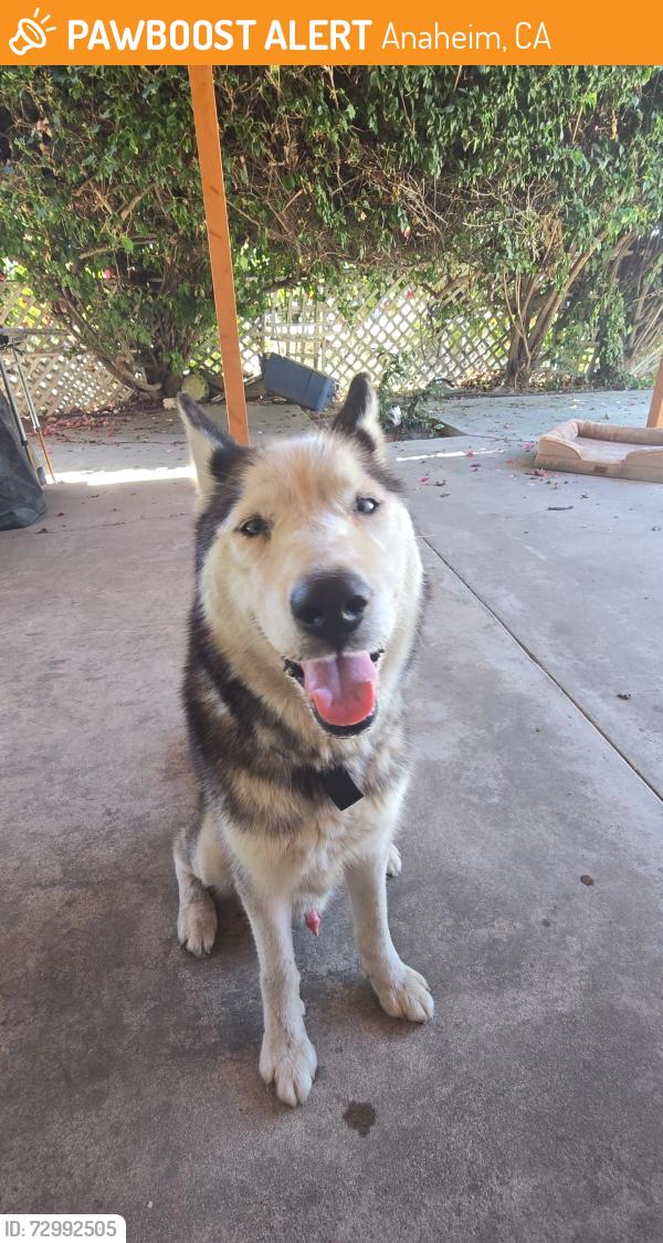 Found/Stray Male Dog last seen Crescent x La Reina, Anaheim, CA 92801