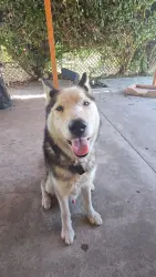 Found/Stray Male Dog last seen Crescent x La Reina, Anaheim, CA 92801