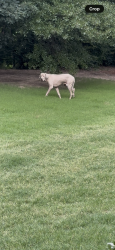 Found/Stray Unknown Dog last seen Maa highland ridge Rutherford rd, Taylors, SC 29687