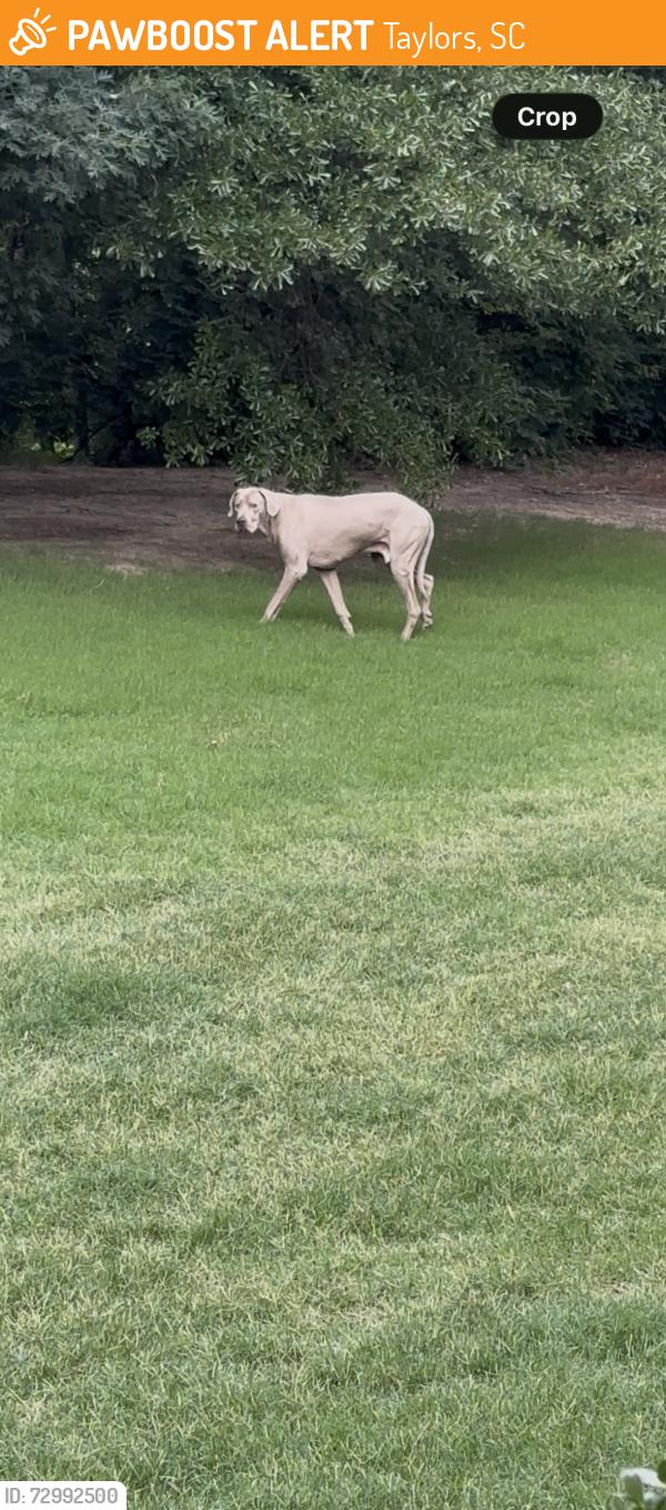 Found/Stray Unknown Dog last seen Maa highland ridge Rutherford rd, Taylors, SC 29687