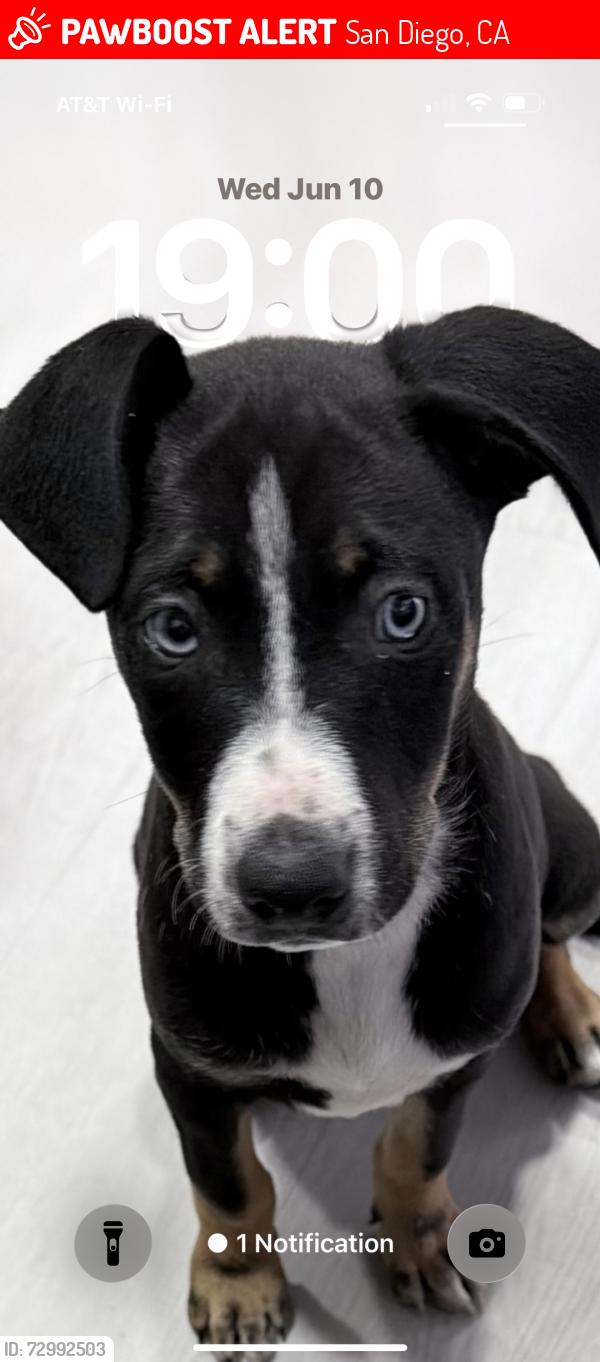 Lost Male Dog last seen San Vicente , San Diego, CA 92114