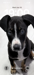 Lost Male Dog last seen San Vicente , San Diego, CA 92114