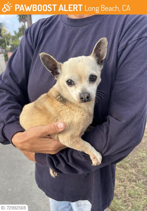 Found/Stray Male Dog last seen Lime Ave and Atlantic ave, Long Beach, CA 90806