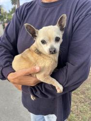 Found/Stray Male Dog last seen Lime Ave and Atlantic ave, Long Beach, CA 90806