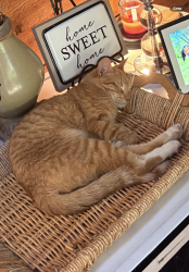 Lost Male Cat last seen Hwy 36 , Chelsea, AL 35043