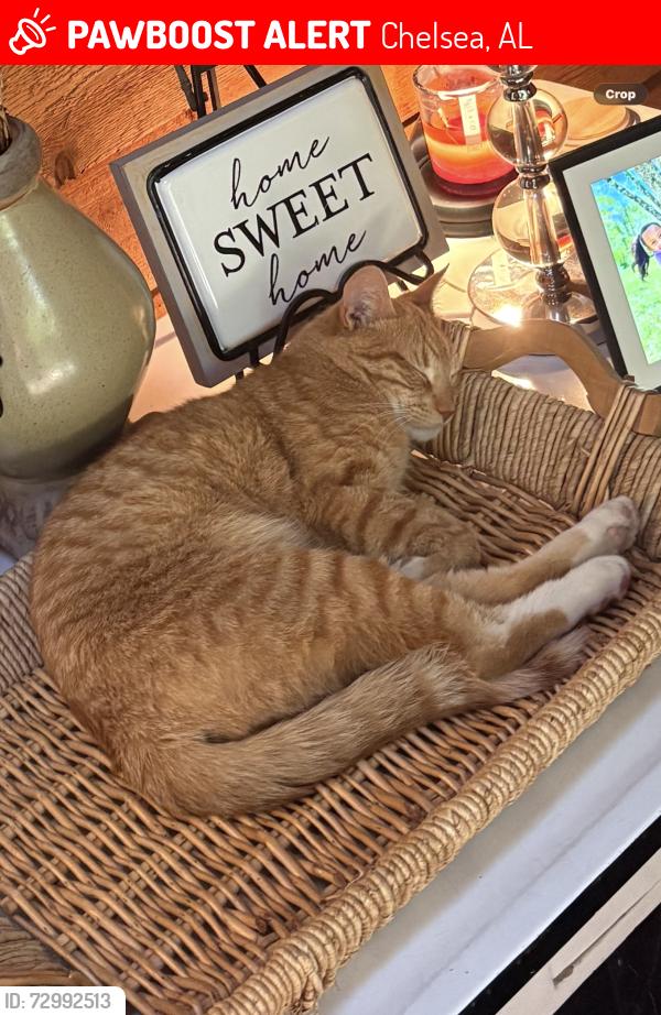 Lost Male Cat last seen Hwy 36 , Chelsea, AL 35043