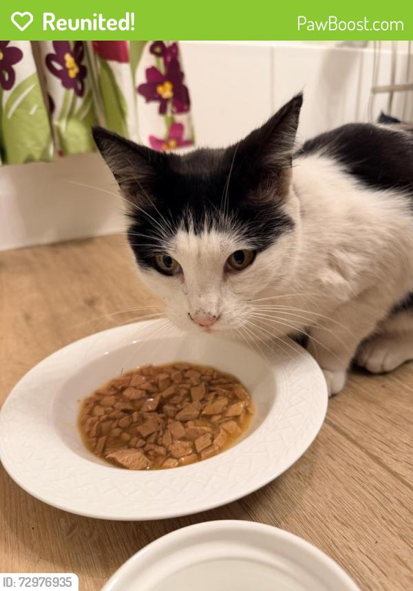 Reunited Unknown Cat last seen Altisma Way, Carlsbad, CA 92009