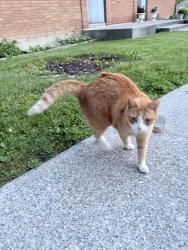 Found/Stray Unknown Cat last seen East windsor, Windsor, ON N8T 2K9