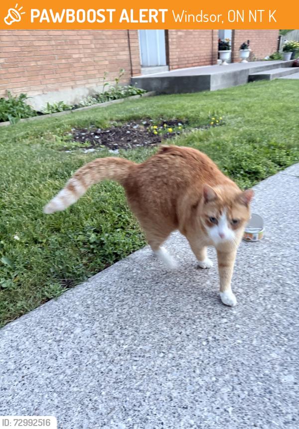 Found/Stray Unknown Cat last seen East windsor, Windsor, ON N8T 2K9