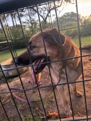 Found/Stray Male Dog last seen West, Wichita, KS 67235