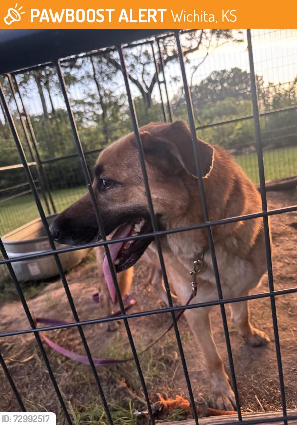 Found/Stray Male Dog last seen West, Wichita, KS 67235