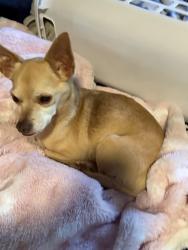 Found/Stray Male Dog last seen Towerstone drive, silver tip drive, Colony Creek Village, TX 77379