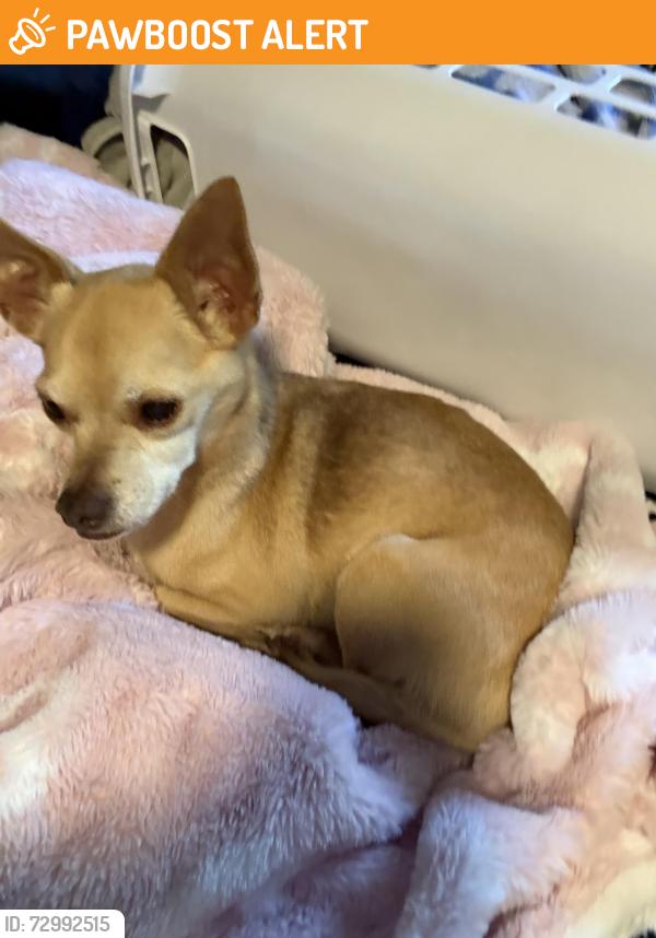 Found/Stray Male Dog last seen Towerstone drive, silver tip drive, Colony Creek Village, TX 77379