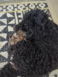 Lost Male Dog last seen Highway 90, Conway, SC 29528
