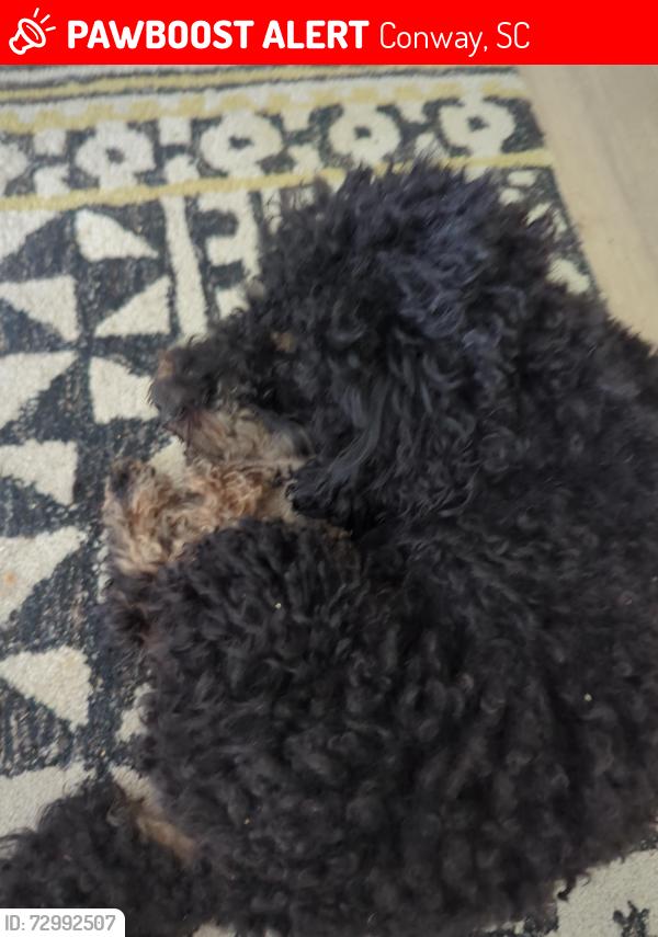 Lost Male Dog last seen Highway 90, Conway, SC 29528
