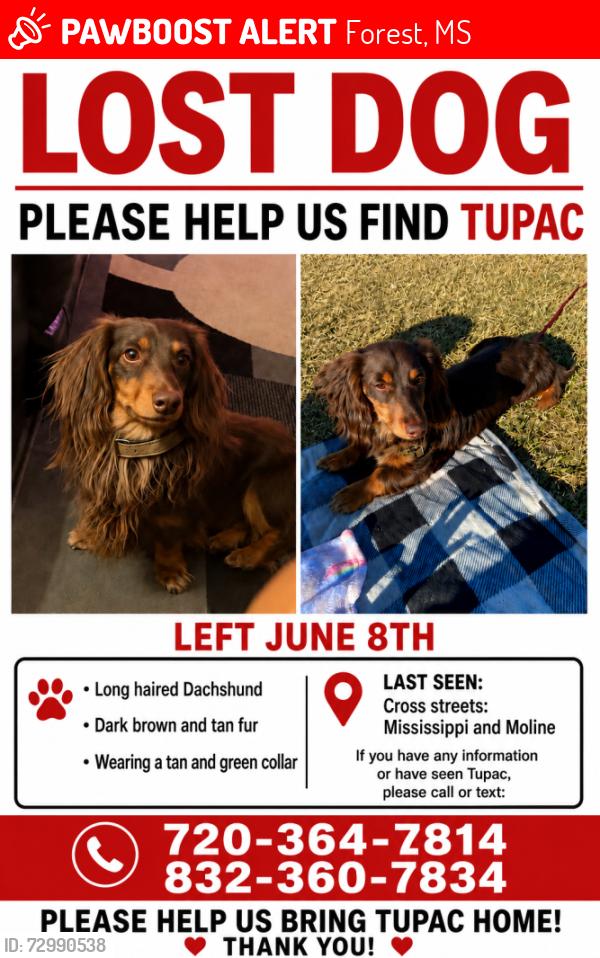 Lost Male Dog last seen Golden Corral, Expo Park, Highline Elementary, Forest, MS 39074