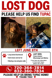 Lost Male Dog last seen Golden Corral, Expo Park, Highline Elementary, Forest, MS 39074