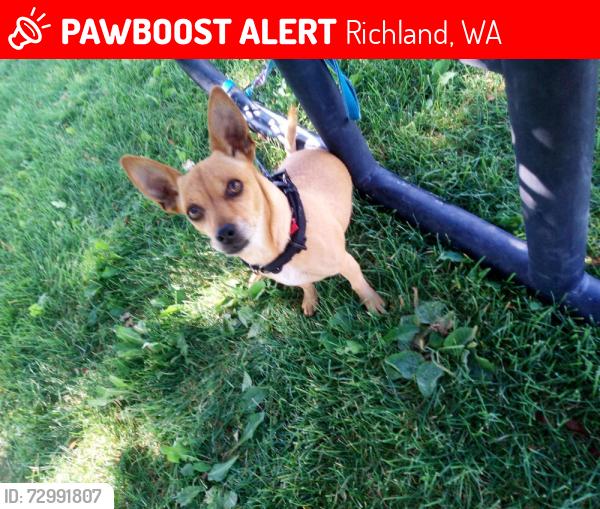 Lost Female Dog last seen 18th Street , Richland, WA 99352