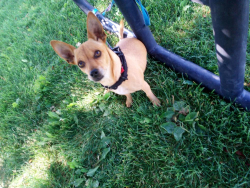 Lost Female Dog last seen 18th Street , Richland, WA 99352