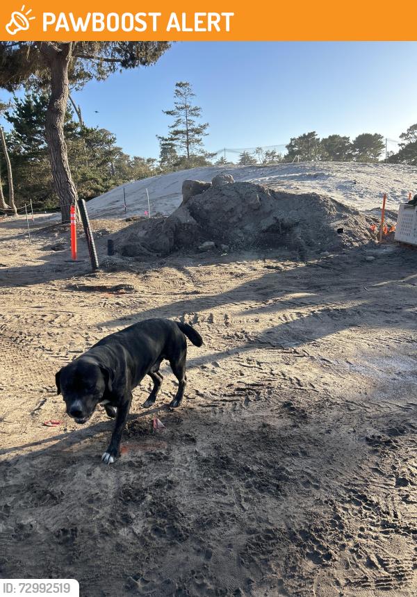 Found/Stray Male Dog last seen Hole 7 Spanish bay golf course , Del Monte Forest, CA 93953