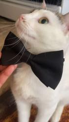 Reunited Female Cat last seen Washington Heights , Milwaukee, WI 53208
