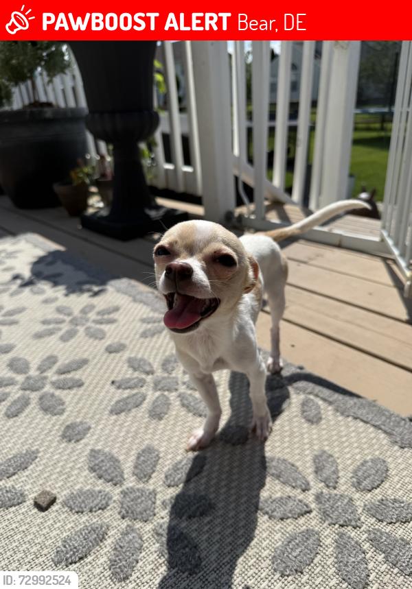 Lost Male Dog last seen Lost in mariners Watch on portside ct off of kirkwood st georges rd, Bear, DE 19701