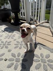 Lost Male Dog last seen Lost in mariners Watch on portside ct off of kirkwood st georges rd, Bear, DE 19701
