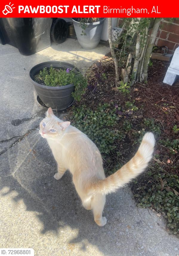 Lost Male Cat last seen Berwick Drive, Birmingham, AL 35242