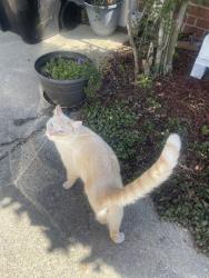 Lost Male Cat last seen Berwick Drive, Birmingham, AL 35242