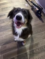 Reunited Female Dog last seen On Riverside Dr, Coral Springs, FL 33065