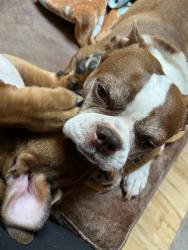 Reunited Male Dog last seen Near Big Creek Cir, Nampa, ID 83686, USA, Nampa, ID 83686