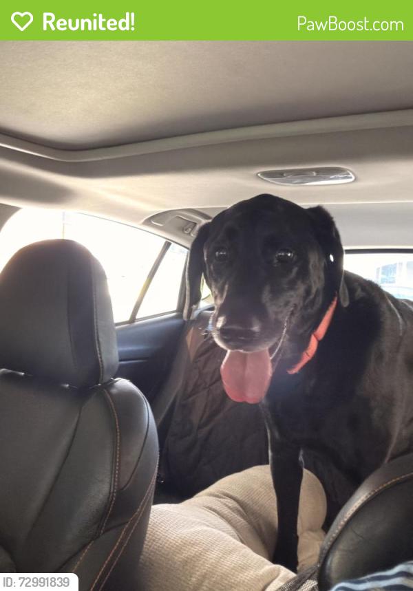 Reunited Male Dog last seen Near 129th Street Ct E Puyallup, WA  98374 United States, Puyallup, WA 98374