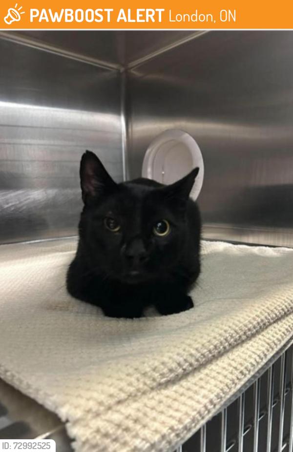 Found/Stray Male Cat last seen Pondmills Rd/Ailsa place , London, ON 