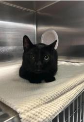 Found/Stray Male Cat last seen Pondmills Rd/Ailsa place , London, ON 