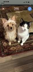 Reunited Male Dog last seen Davenport , The Villages, FL 32162