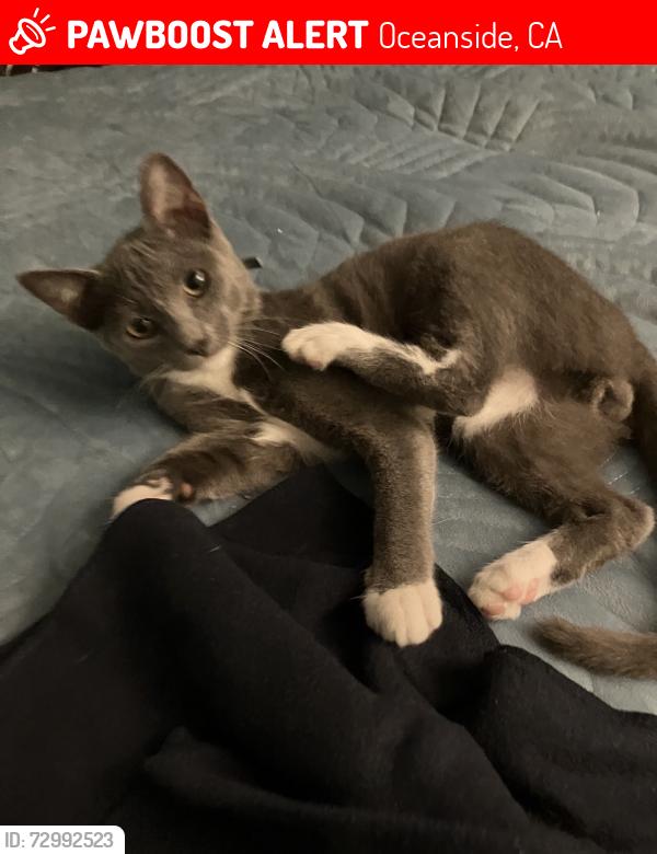 Lost Female Cat last seen Thunder Dr , Oceanside, CA 92056