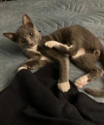 Lost Female Cat last seen Thunder Dr , Oceanside, CA 92056