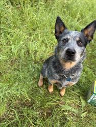 Lost Male Dog last seen Underhill park, Spokane, WA 99202