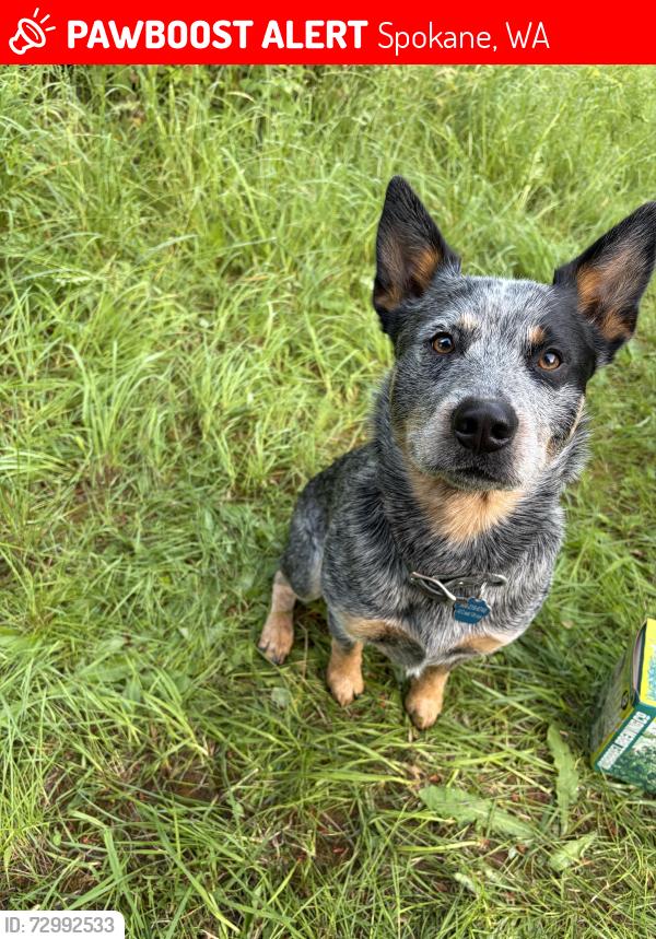 Lost Male Dog last seen Underhill park, Spokane, WA 99202