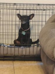 Lost Male Dog last seen Riverwood and Colorado, Bullhead City, AZ 86442