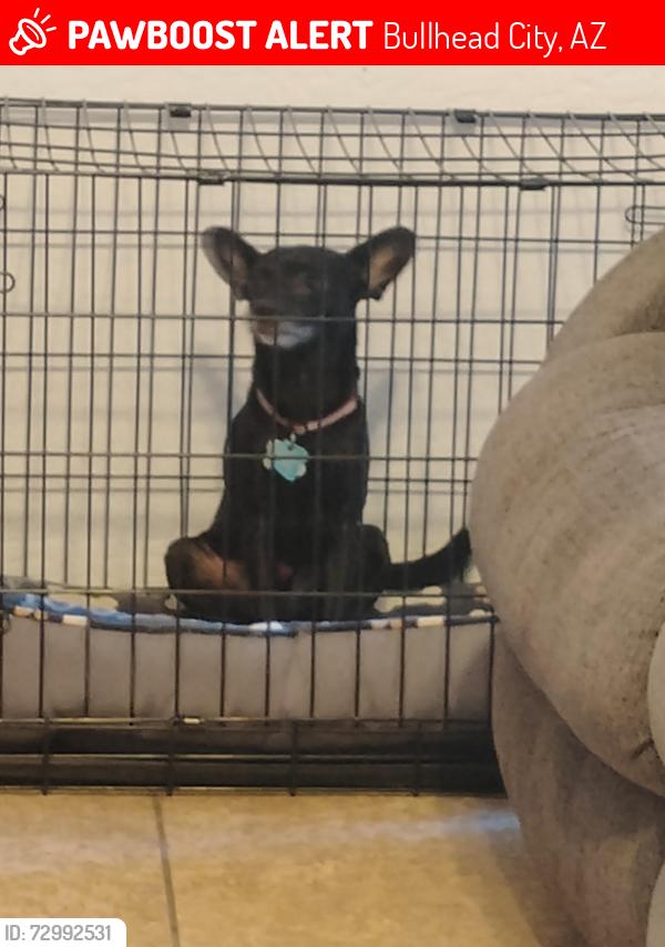 Lost Male Dog last seen Riverwood and Colorado, Bullhead City, AZ 86442