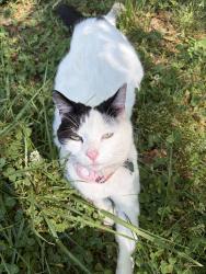 Lost Female Cat last seen Hickory High / Viewmont 127 area , Hickory, NC 28601