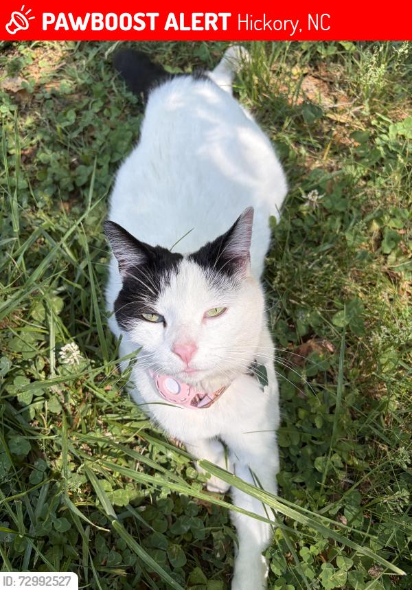 Lost Female Cat last seen Hickory High / Viewmont 127 area , Hickory, NC 28601