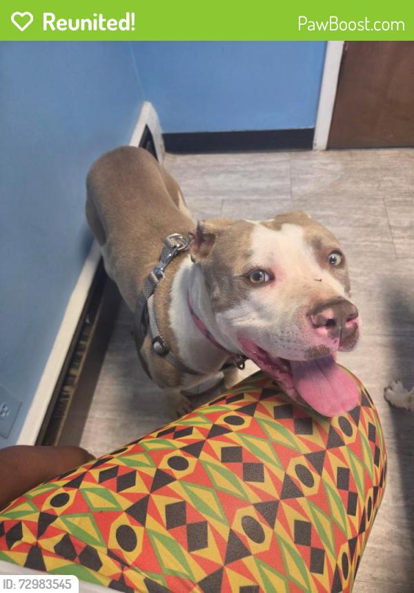 Reunited Male Dog last seen St. Clair and Mack in Detroit, Detroit, MI 48214