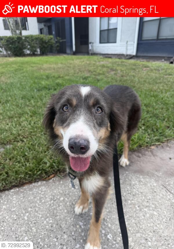 Lost Female Dog last seen Sample and Riverside, Coral Springs, FL 33065