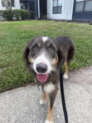 Lost Female Dog last seen Sample and Riverside, Coral Springs, FL 33065