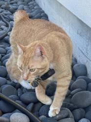 Found/Stray Female Cat last seen Across the street from Red Lerille’s , Lafayette, LA 70503